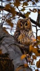 Waldohreule auf einem Ast - Eule