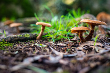 Mushrooms on the forest floor with grass
