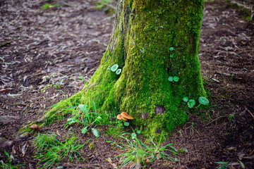 Tree root with moss, leaves and mushrooms 