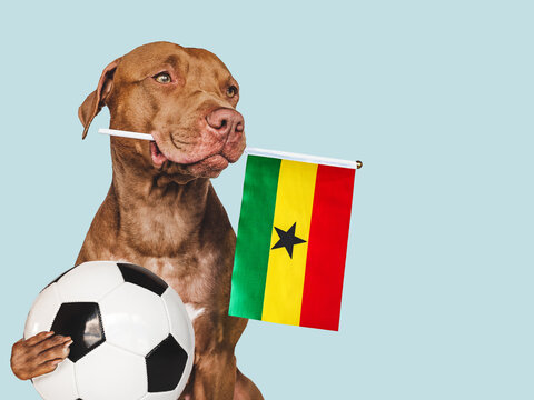 Charming, adorable puppy, holding national Flag of Ghana and soccer ball. Preparation for the tournament. Closeup, indoors. Studio photo. Concept of care and obedience training pet