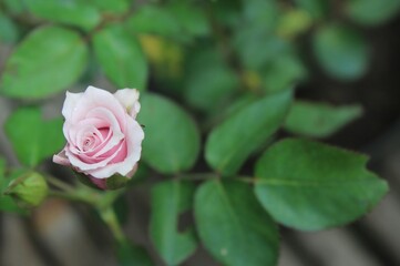 pink roses with blurred leaves background