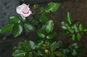 pink roses with blurred leaves background