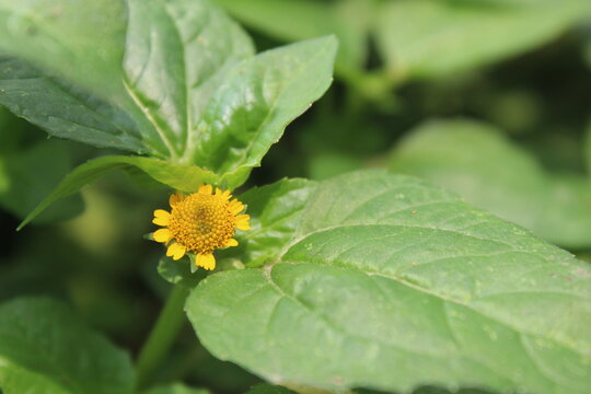 Acmella paniculata is a type of herb, mostly found wild as weeds in wet places, a member of the Asteraceae tribe.  The beautiful yellow flowers taste spicy and are used as a toothache remedy.