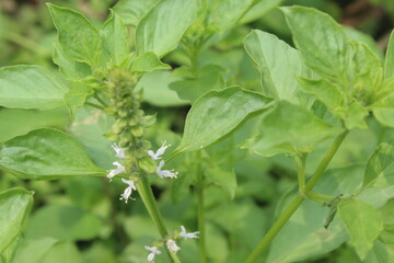 looks close to basil flowers among basil leaves