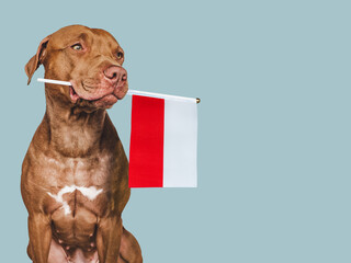 Charming, adorable puppy with the national Flag of Poland. Closeup, indoors. Studio shot. Congratulations for family, loved ones, relatives, friends and colleagues. Pet care concept © Svetlana