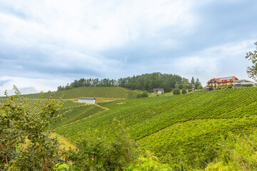 Scenery vineyard along the south Styrian vine route named Suedsteirische Weinstrasse in Austria, Europe.