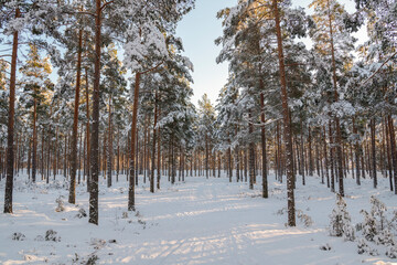 View of the path in the winter forest, Imatra, South Karelia, Finland