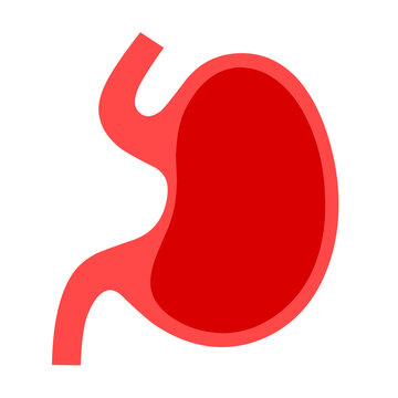recommend clip art: Human stomach vector on white background. Healthy internal organs.