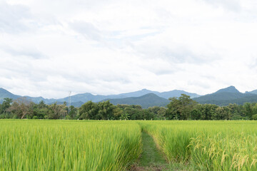 Fototapeta premium Green Terraced Rice Field. rice is growing in the field background