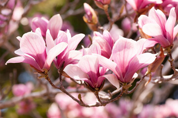 Obraz premium 暖かい春