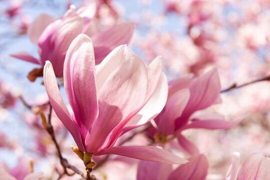 春爛漫 © tomiyama