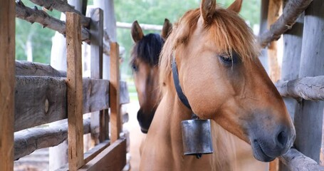 Young brown-colored mare in a wooden farmers paddock. The concept of animal husbandry, agriculture, horse breeding, koumiss. 4K 4096x2160