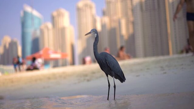 A gray bird (Western reef heron) stands against the backdrop of skyscrapers