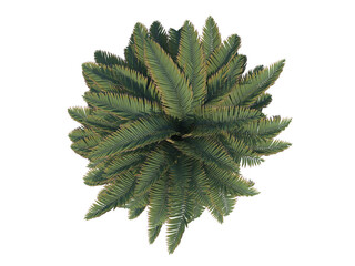Sago Palm top view png alpha channel