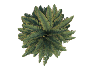 Sago Palm top view png alpha channel