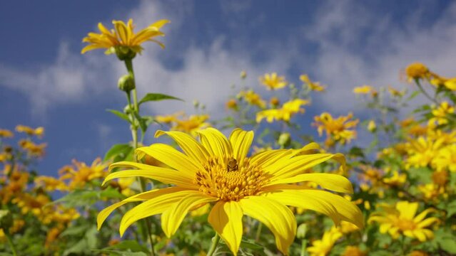 Close up bee picking pollen on Bua Tong flower in the garden against a backdrop of bright blue sky. Beautiful yellow flowers with insect. Honey bee flying. bumble bee with blooming.