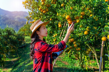 Asian woman farmer working and inspect quality of organic orange fruit in orange orchard. Agriculture industry with technology concept. Smart farm.