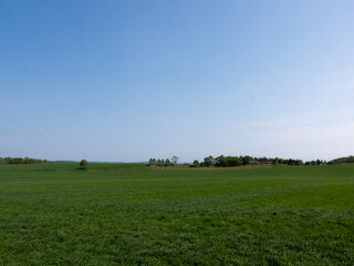Green and vast spring meadow