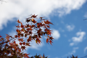 紅葉・もみじ・赤・色付く・秋・季節・背景・風景