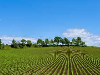 A forested hill with a blue sky