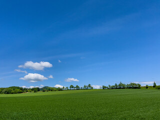 Fototapeta na wymiar Spreading blue sky and meadow