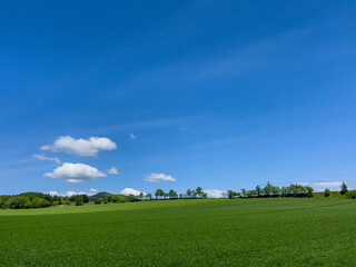 Spreading blue sky and meadow
