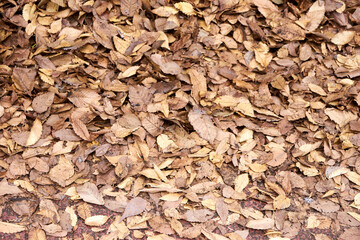 落ち葉・枯れ葉・アップ・全面・一面・地面・秋・冬・葉・背景