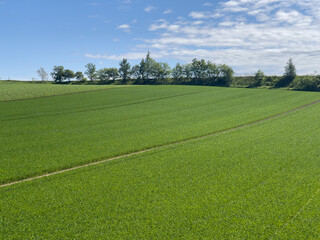 Vast wheat field with forest