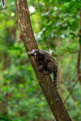 Marmoset monkey on a tree in the wild