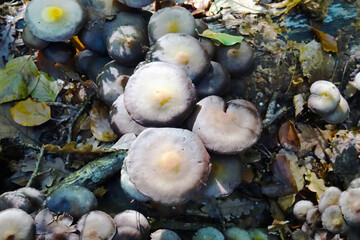 Fungus in public park in The Hague of the Netherlands
