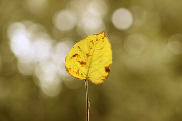 Obraz premium Fall yellow and dry leaves in autumn season. Autumn concept idea.