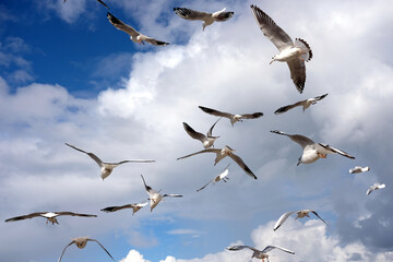 Lot of wild seagulls chaotic flying in the blue sea sky with white clouds horizontal view