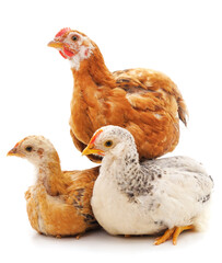 Three small chickens.