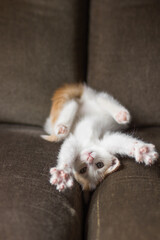 Cute white kitten lying on the back and pulls its paws up. Young cat stretches after sleep upside down on a couch.