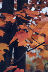 autumn leaves of  Acer rubrum
