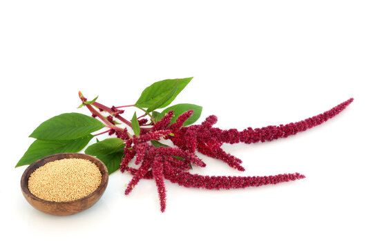 Amaranth dried seed with amaranthus plant. Nutrient rich grain health food highly nutritious, gluten free, high in antioxidants, protein. Lowers cholesterol and helps weight loss. On white.