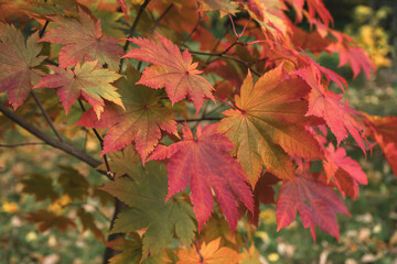 close up view of leaves of acer japonicum