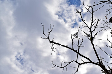 Dead tree branches and cloudy sky in Teresopolis, Rio de Janeiro, Brazil