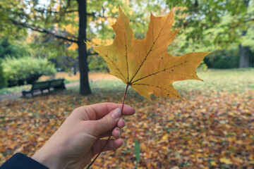 hand holding yellow maple leaf