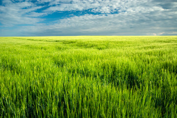 Obraz na płótnie Canvas Barley field and clouds on blue sky