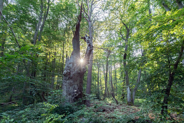 Fototapete bei efototapeten.de bestellen   