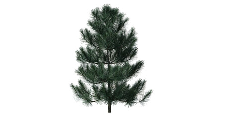 christmas tree isolated on white