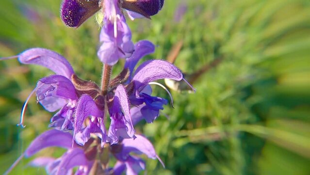 Sphinx colibri ou Moro sphinx butine des sauges des pr&eacute;s - (Macroglossum stellatarum)