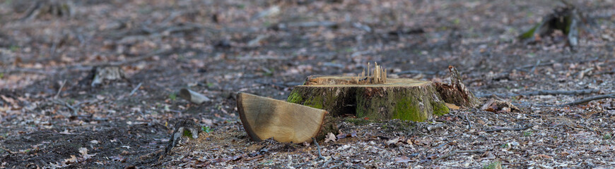 Deforestation concept panorama. Stump of tree after cutting forest. Oak stump on the felling,...