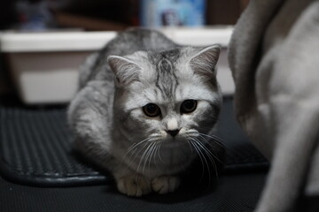 室内に居る猫