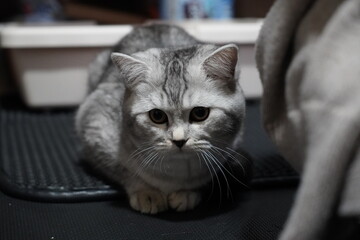 室内に居る猫