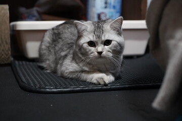 室内に居る猫