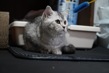 室内に居る猫