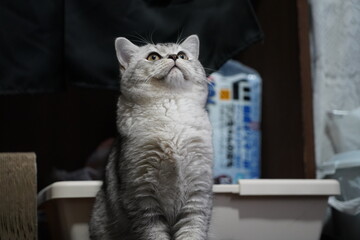室内に居る猫