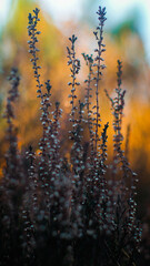 Bruyères et fougères dans la forêt des Landes de Gascogne, mises en valeur par la lumière du crépuscule